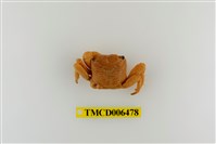 藏品(褶痕厚紋蟹)的圖片